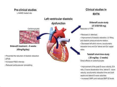 borderline lv systolic function|left ventricular borderline prognosis.